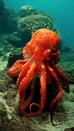 Open-Sora全面开源升级：支持16s视频生成和720p分辨率