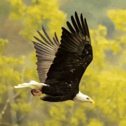 Open-Sora全面开源升级：支持16s视频生成和720p分辨率