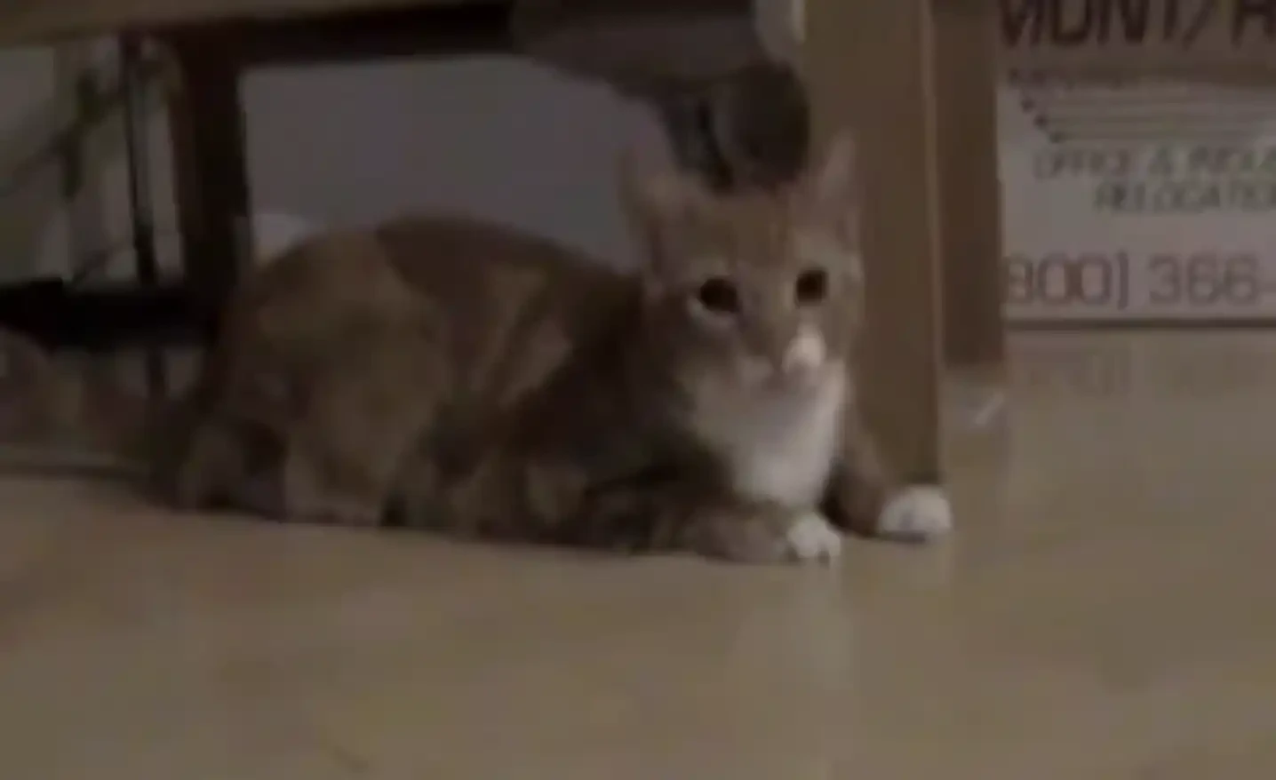 Meow对话YouTube联创:在硅谷20年后,为什么入场Web3?插图1 Meow对话YouTube联创:在硅谷20年后,为什么入场Web3?